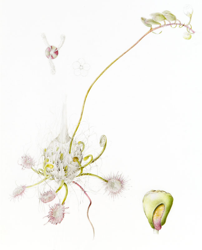 Drosera-sargentii