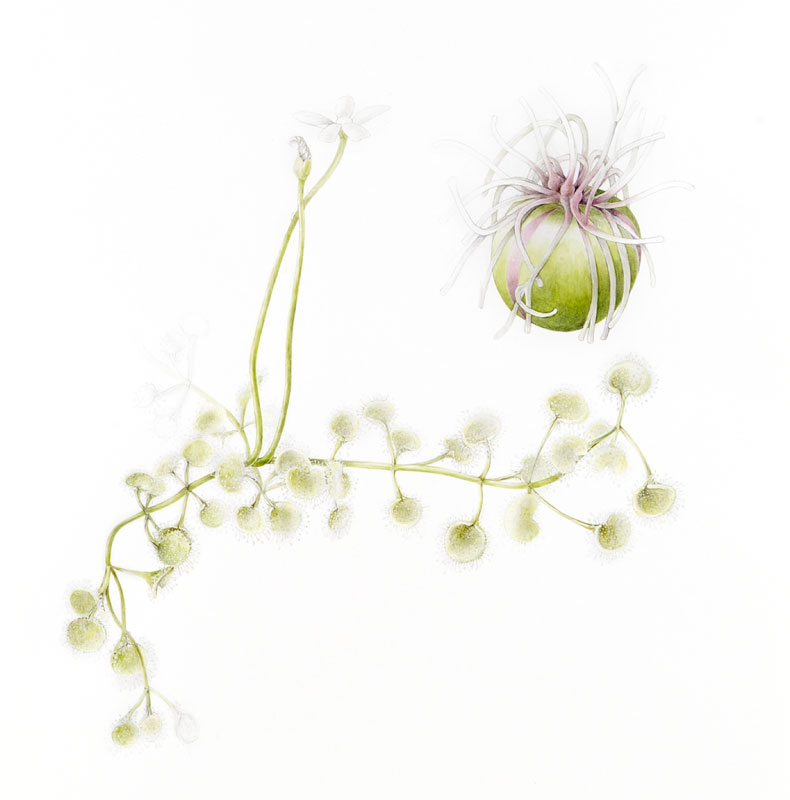 Drosera-stolonifera