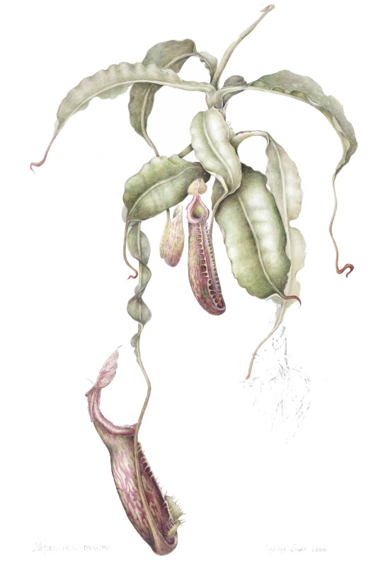 nepenthes-maxima